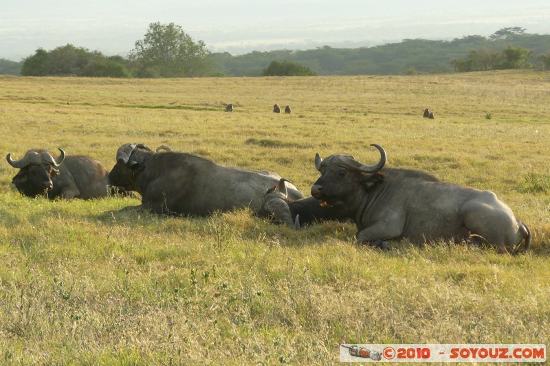 Lake Nakuru National Park - Buffalo
Mots-clés: animals African wild life Buffle