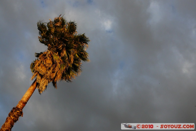Lake Nakuru National Park - Sunset light
Mots-clés: sunset Palmier Arbres Lumiere