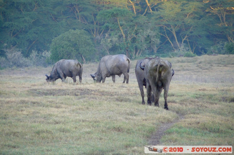 Lake Nakuru National Park - Buffalo
Mots-clés: animals African wild life Buffle
