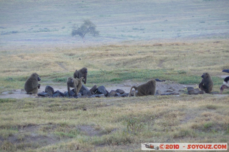 Lake Nakuru National Park - Baboons
Mots-clés: animals African wild life Babouin