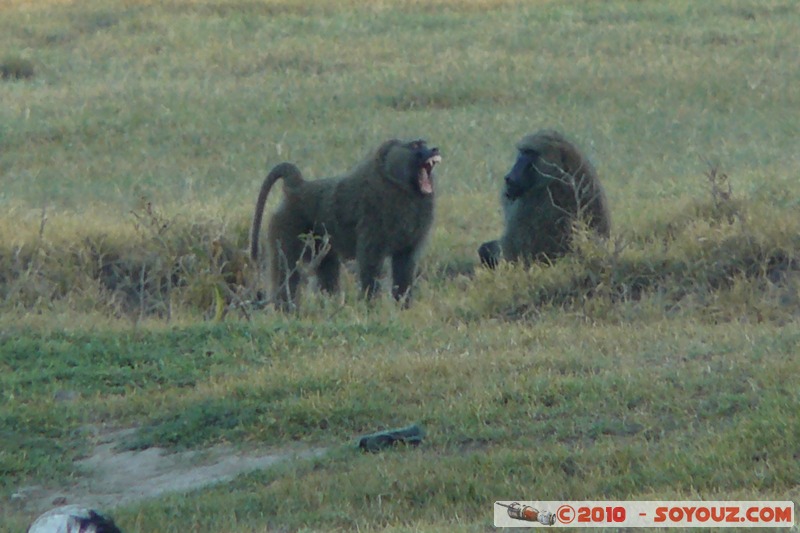 Lake Nakuru National Park - Baboons
Mots-clés: animals African wild life Babouin