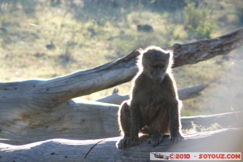 Lake Nakuru National Park - Baboons
Mots-clés: animals African wild life singes Babouin