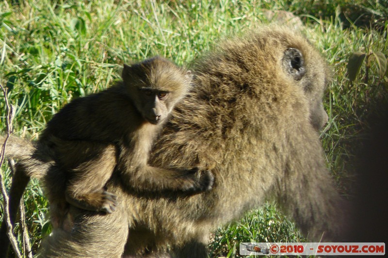 Lake Nakuru National Park - Baboons
Mots-clés: animals African wild life singes Babouin