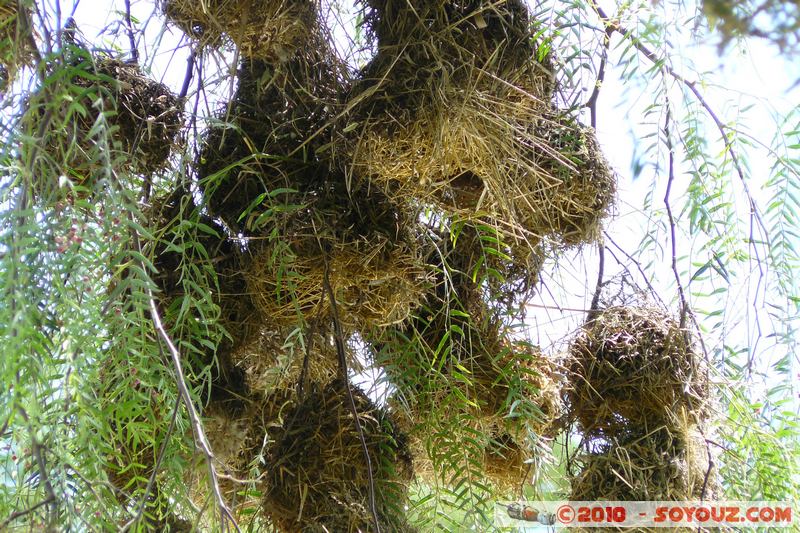Lake Nakuru National Park - Birds Nest
Mots-clés: oiseau