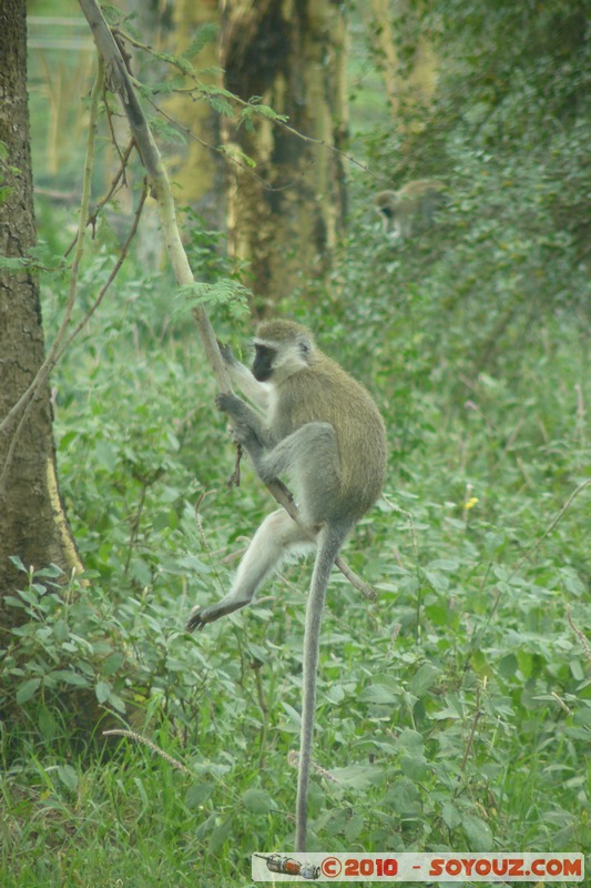Lake Nakuru National Park - Vervet - Cercopithecus aethiops
Mots-clés: animals African wild life singes Vervet Cercopithecus aethiops