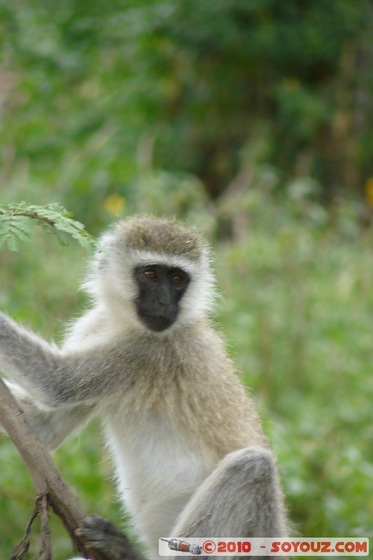 Lake Nakuru National Park - Vervet - Cercopithecus aethiops
Mots-clés: animals African wild life singes Vervet Cercopithecus aethiops