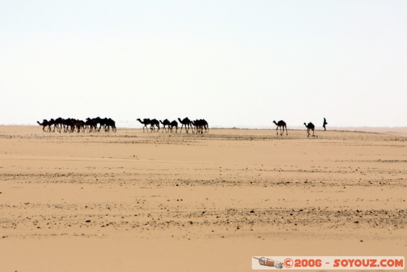 Dromadaires
Mots-clés: camel dromadaires desert