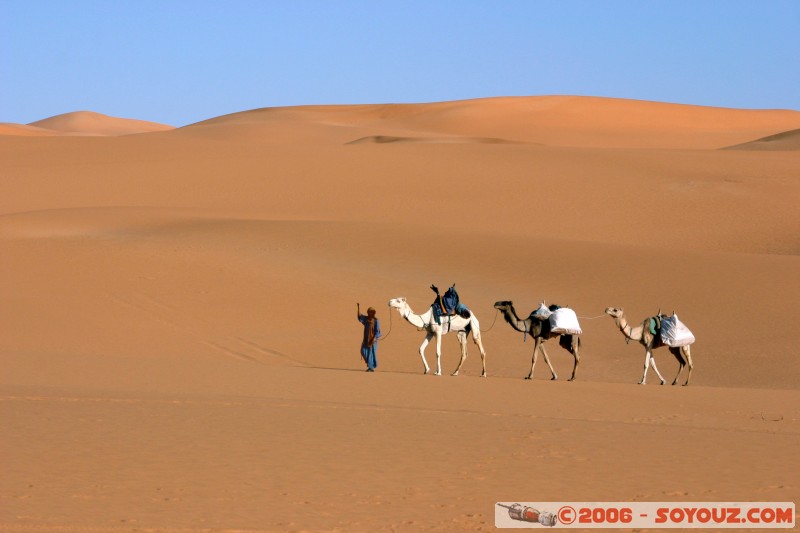 Caravane
Mots-clés: dromadaire camel desert