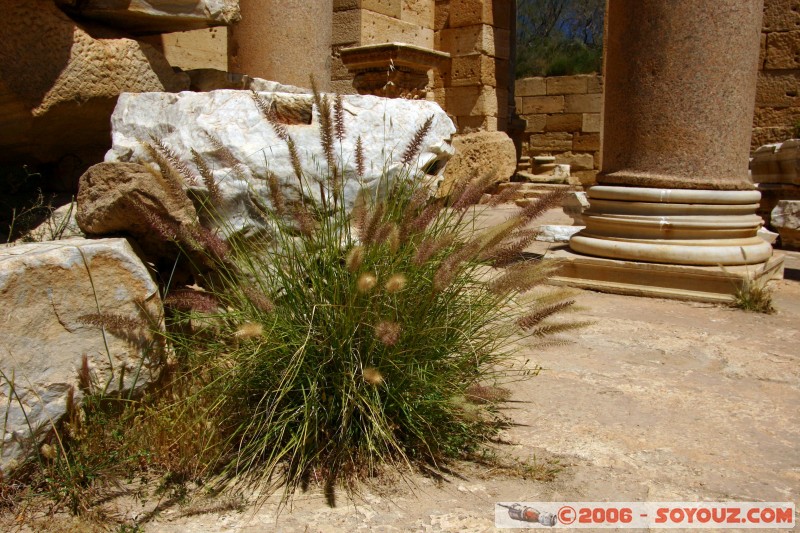 Basilique Severane
D�tails
