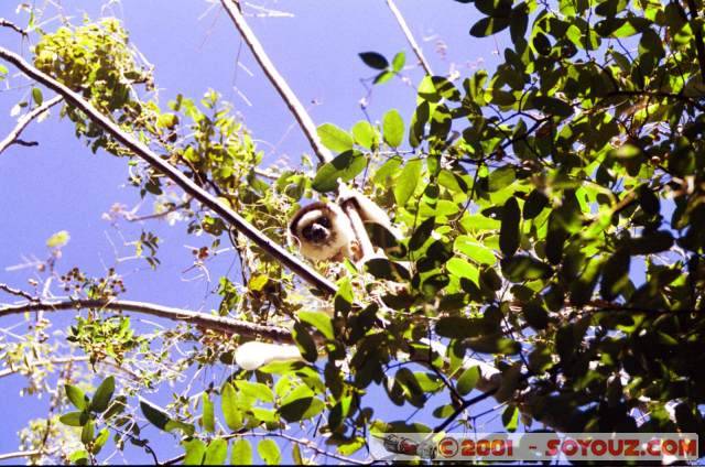 Sifaka
