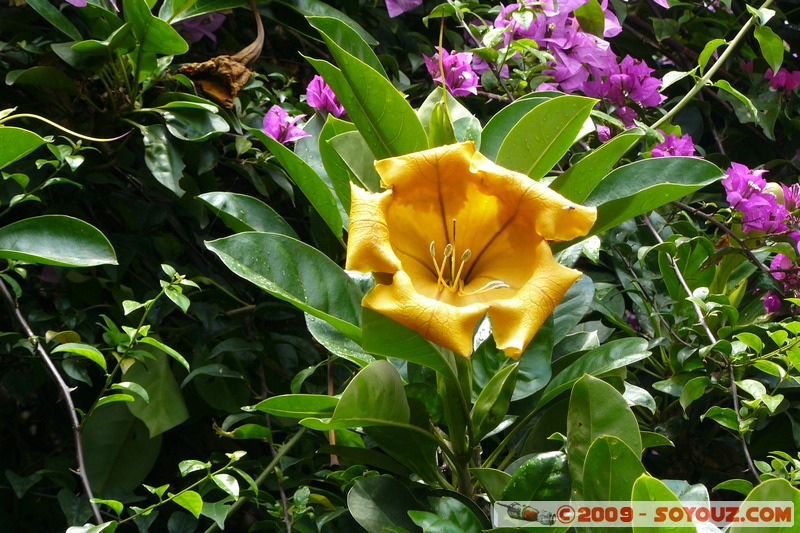 Goma - Fleur
Mots-clés: fleur