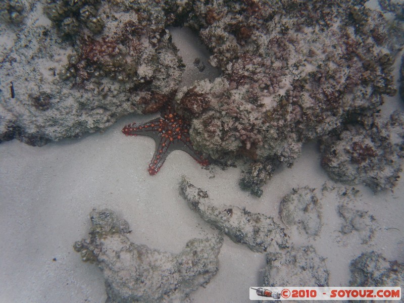 Zanzibar - Mnemba - Snorkelling - Starfish
Mots-clés: mer sous-marin animals Etoile de mer