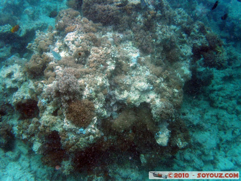 Zanzibar - Mnemba - Snorkelling
Mots-clés: mer sous-marin