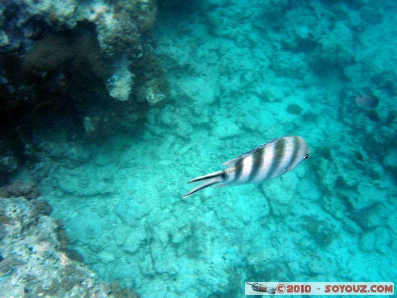 Zanzibar - Mnemba - Snorkelling
Mots-clés: mer sous-marin animals Poisson