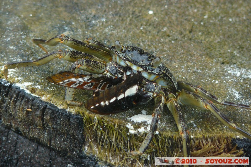 Zanzibar - Kendwa - Crabs
Mots-clés: crabe animals