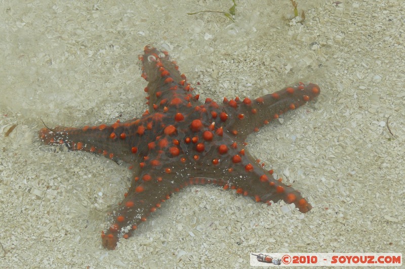 Zanzibar - Kendwa - Starfish
Mots-clés: plage Etoile de mer