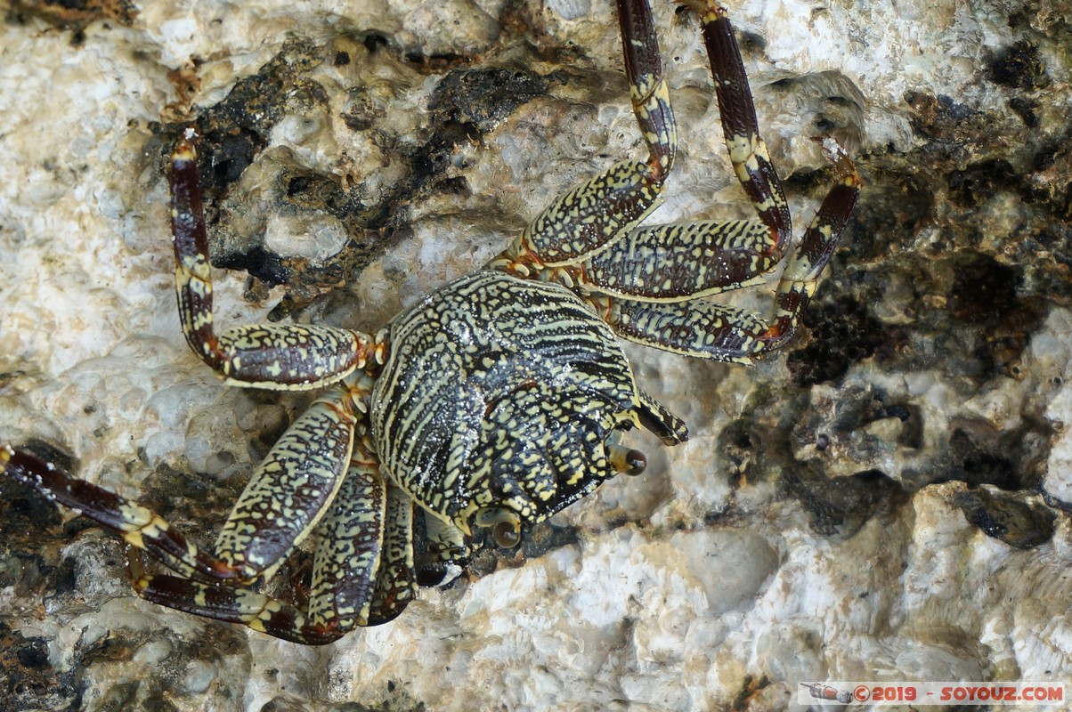 Zanzibar - Kizimkazi beach - Crab
Mots-clés: Kizimkazi Tanzanie TZA Zanzibar Central/South Zanzibar plage crabe animals
