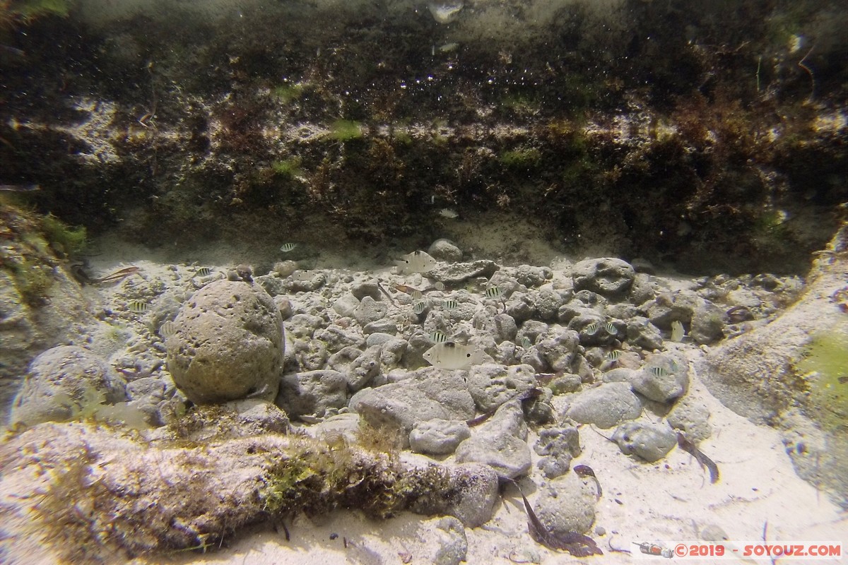 Zanzibar - Kizimkazi beach
DCIM101GOPRO
Mots-clés: Kizimkazi Tanzanie TZA Zanzibar Central/South Zanzibar Poisson sous-marin