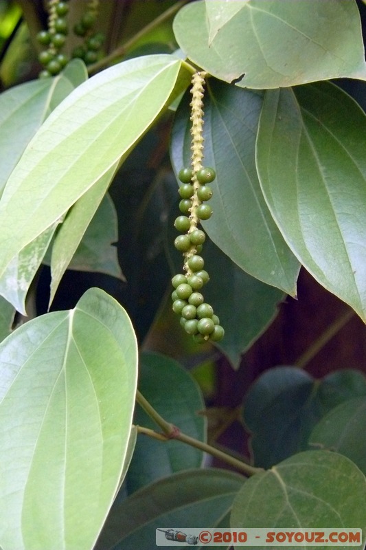 Zanzibar - Spice Tour - Pepper
Mots-clés: plante