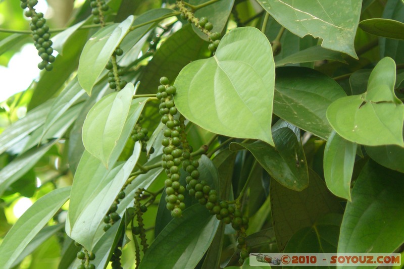 Zanzibar - Spice Tour - Pepper
Mots-clés: plante