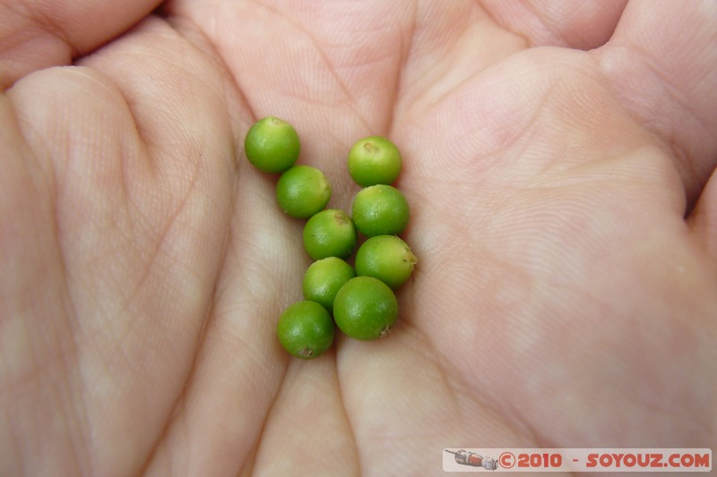 Zanzibar - Spice Tour - Pepper
Mots-clés: plante