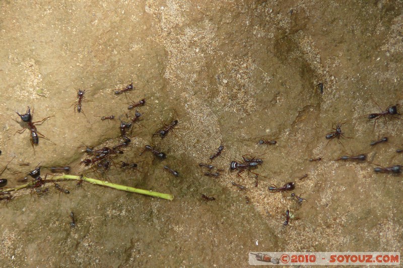 Zanzibar - Ants
Mots-clés: animals Fourmis Insecte plante