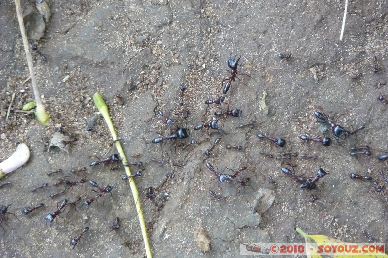 Zanzibar - Ants
Mots-clés: animals Fourmis Insecte plante