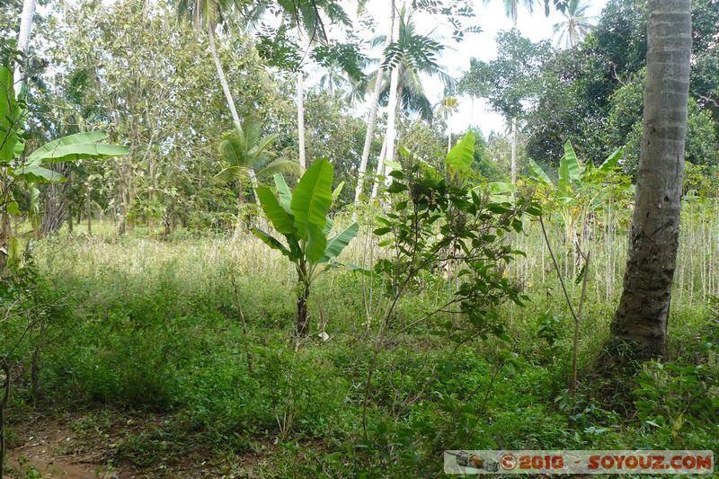 Zanzibar - Spice Tour
Mots-clés: plante