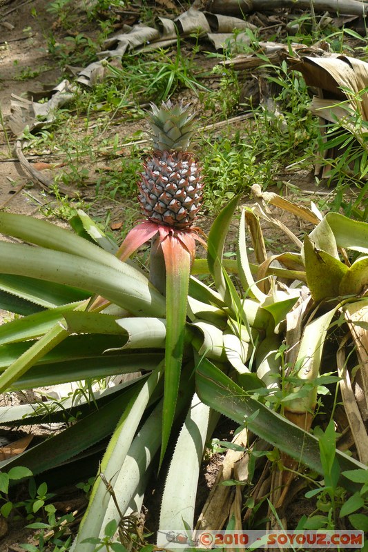 Zanzibar - Spice Tour - Pineapple
Mots-clés: plante fruit