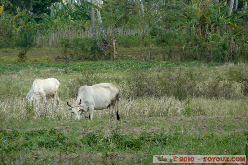 Zanzibar - Cows
Mots-clés: animals vaches