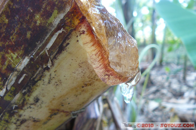 Zanzibar - Spice Tour - Seve
Mots-clés: plante