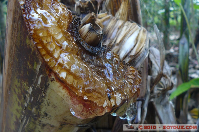 Zanzibar - Spice Tour - Seve
Mots-clés: plante