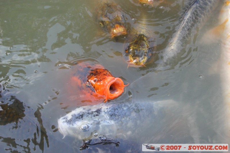 Buenos Aires - Palermo - Jardin Japones
