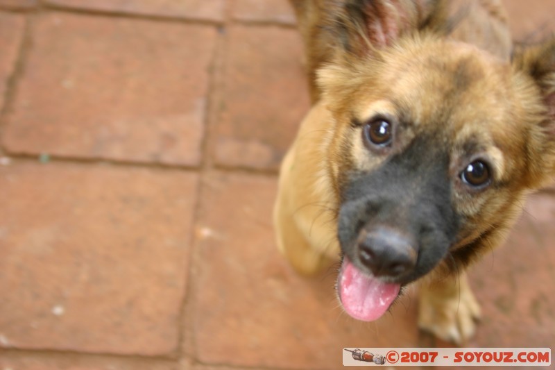 San Ignacio - Ruines Mission San Ignacio - Perro
