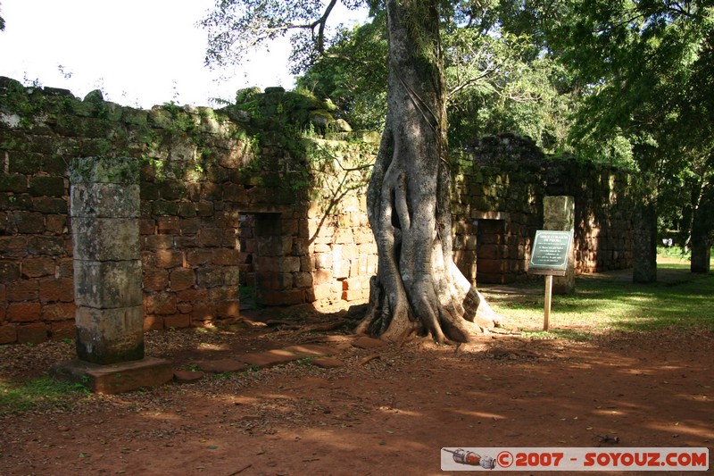 San Ignacio - Ruines Mission San Ignacio - Arbol con corazon de piedra
