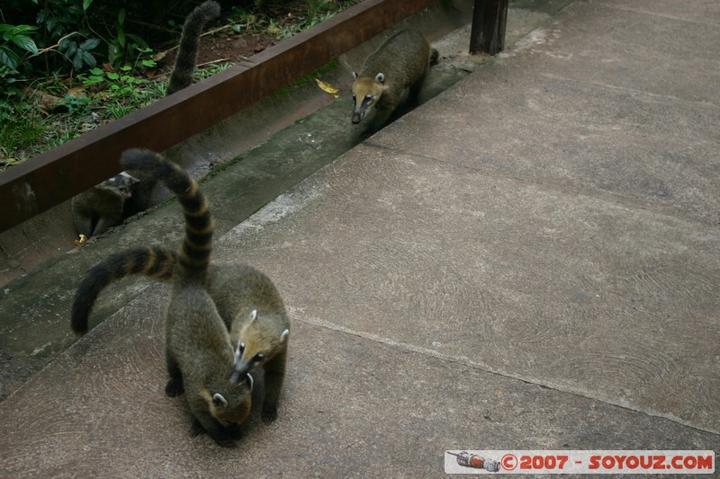 Brazil - Parque Nacional do Iguaçu - Coati
Mots-clés: animals coati