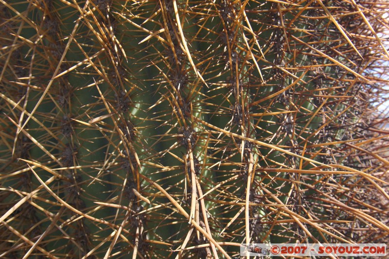 Ruta 33 - Parque National Los Cardones
