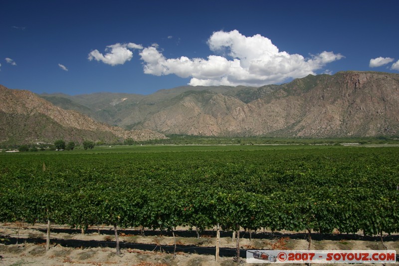 Cafayate - Bodega Penalva Frias
Mots-clés: vignes