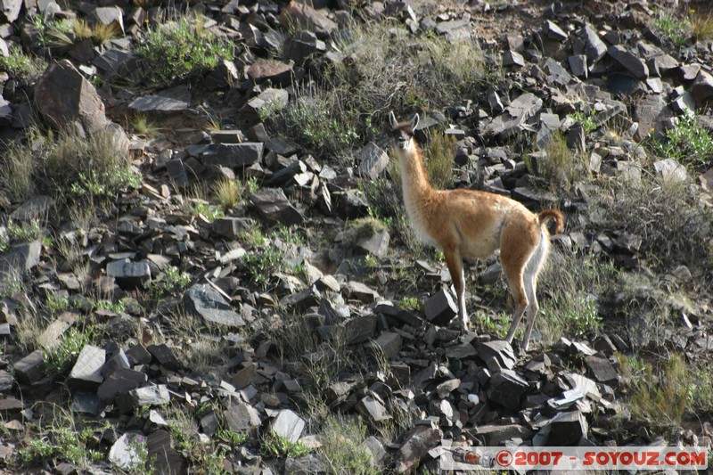 Santa Rosa de Tastil - Vicuna
Mots-clés: animals vigogne