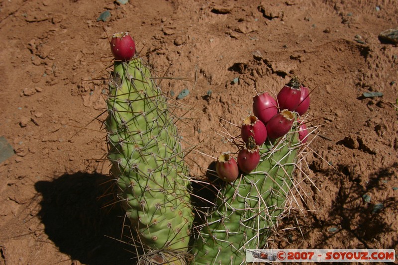 Purmamarca - Paseo de Los Colorados - cactus en fleurs
