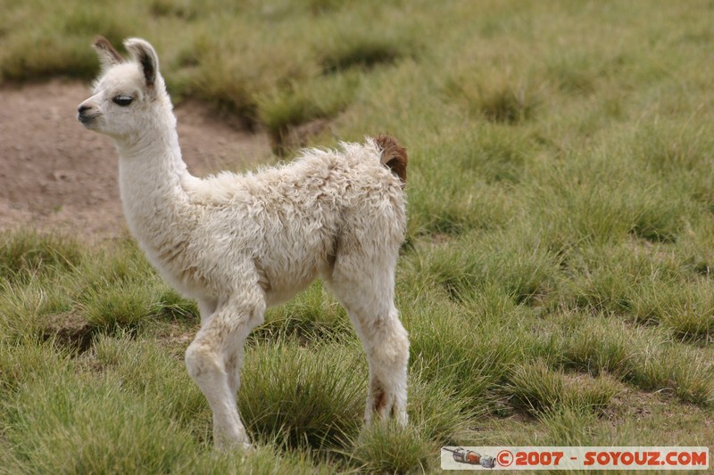 El Sillar - Lama
Mots-clés: animals Lama