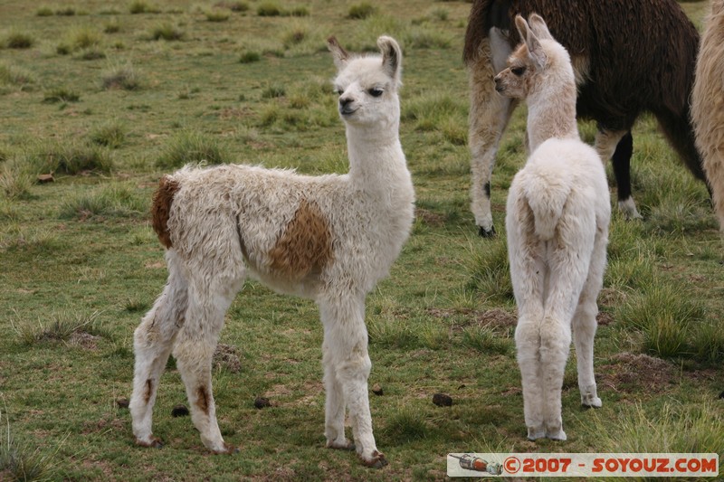 El Sillar - Lama
Mots-clés: animals Lama