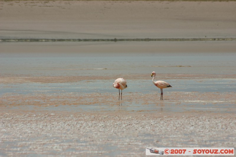 Laguna Hedionda - Flamands Rose - Flamenco de James
Mots-clés: animals flamand rose