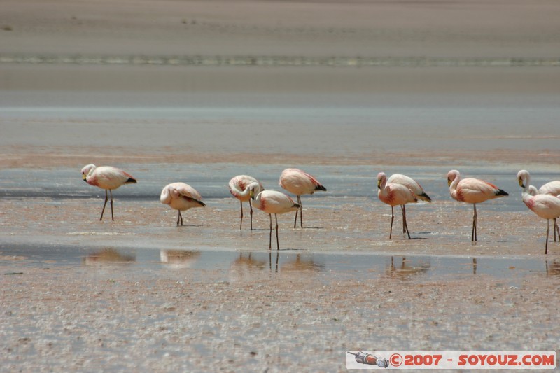 Laguna Hedionda - Flamands Rose - Flamenco de James
Mots-clés: animals flamand rose
