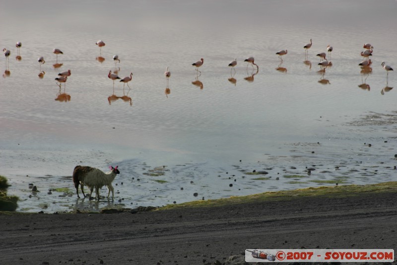 Laguna Colorada - Flamands Roses et Lama
Mots-clés: animals flamand rose
