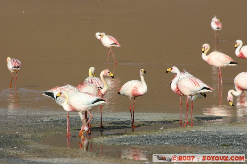 Laguna Colorada - Flamands Roses - Flamenco de James
Mots-clés: animals flamand rose
