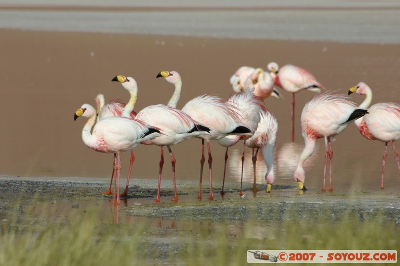 Laguna Colorada - Flamands Roses - Flamenco de James
Mots-clés: animals flamand rose