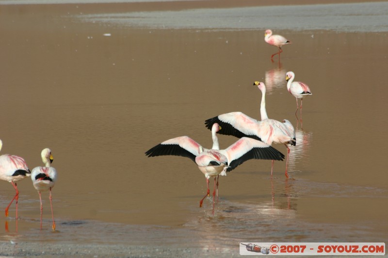 Laguna Colorada - Flamands Roses - Flamenco de James
Mots-clés: animals flamand rose