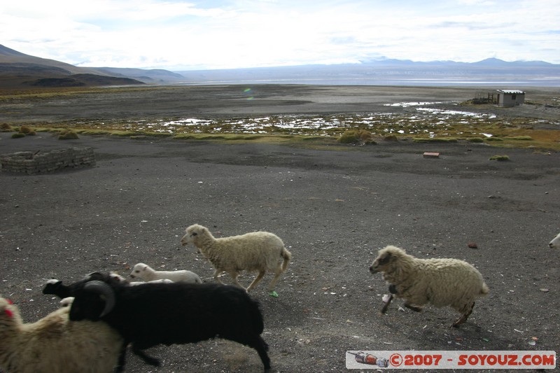 Refugio Laguna Colorada
Mots-clés: animals Mouton