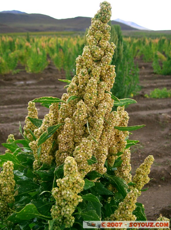 Chuvica - Quinoa
Mots-clés: plante quinoa